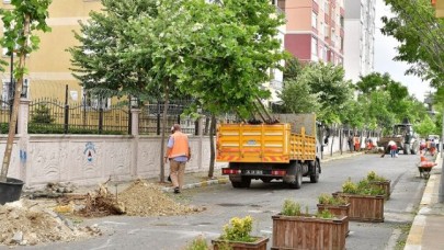 DEVRİLEN 83 AĞACIN YERİNİ ÇINAR AĞAÇLARI ALIYOR