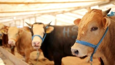 Büyükçekmece Belediyesi’nden sertifikalı kurban kesim kursu