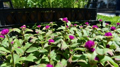 AVCILAR RENGARENK ÇİÇEKLERLE DONATILIYOR