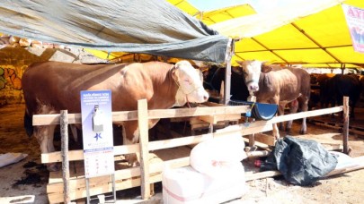 KÜÇÜKÇEKMECE KURBAN PAZARI, PANDEMİ TEDBİRLERİYLE BAYRAMA HAZIR