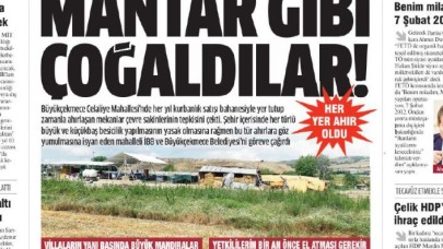 Büyükçekmecede ahırlar her geçen gün mantar gibi çoğalıyorlar!