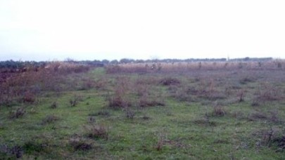 Öldürdü, gömdü.. Üzerine fidan dikti