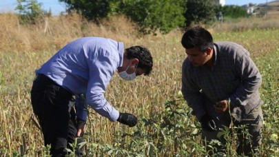 Celaliye’de bamya hasadı yapıldı