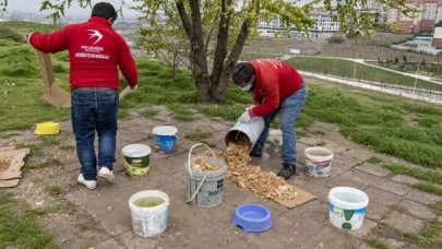 SOKAK HAYVANLARINI BESLERKEN BUNLARI UNUTMAYIN