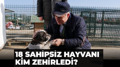 Büyükçekmecede 18 sahipsiz hayvan zehirlenerek öldürülldü.