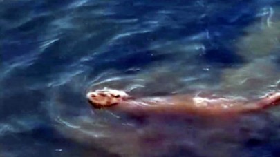 Büyükçekmece Gölünde su samuru görüntülendi