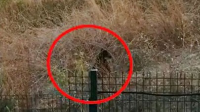 Büyükçekmecede  görüntülenen boz ayı panik yarattı