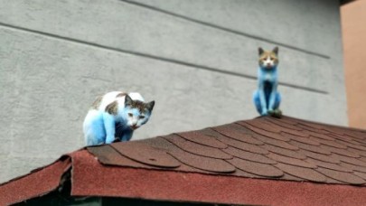 Küçükçekmecede kediler Şirinlere döndü