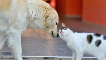İBBden SemtPati projesi: Sokak hayvanlarının ihtiyaçları karşılanacak