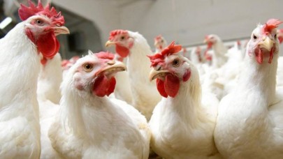 Kuş gribi geri döndü: 330 bin tavuk öldürülecek