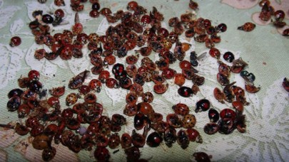 Rizeyi i uğur böcekleri istila etti: Uzmanlardan açıklama