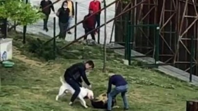 Küçükçekmecede pitbull dehşeti