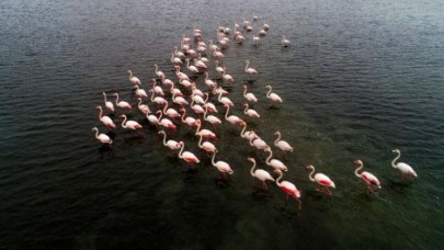 Büyükçekmecede flamingolar masalsı görüntüler oluşturdu