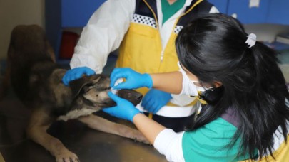 2020 yılında 15 bin 880 can dosta yardım eli uzatıldı