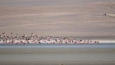 Flamingolar, Düden Gölüne erken geldi