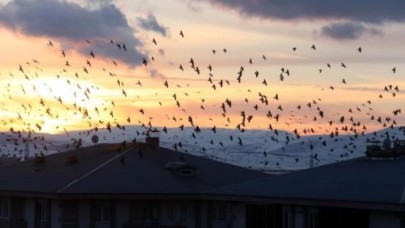 Ardahan, korku filmindeki gibi karga istilasına uğradı