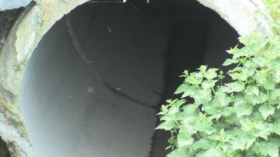 SİVRİSİNEKLER ORTAYA ÇIKTI, PROF. DR. YILMAZ UYARDI