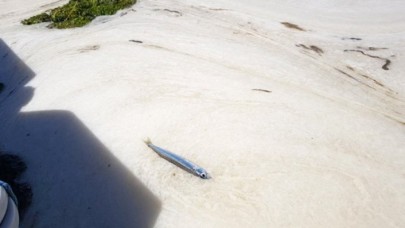 Marmara Denizinde deniz salyası kabusu: Bu kez Yalova sahilini kapladı