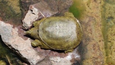 NESLİ TÜKENEN FIRAT KAPLUMBAĞASI BEYLİKDÜZÜ’NDE BULUNDU