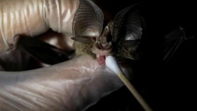 Yarasalarda koronavirüse benzer ikinci bir virüs bulundu