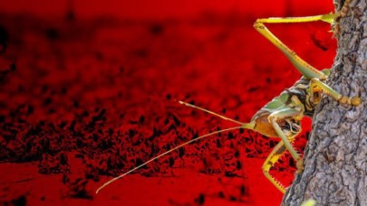 Şimdi de böcek alarmı! İklim değişikliği yer kabuğunu da etkiledi