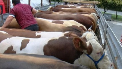 Kurbanlıklar da zamdan nasibini aldı: İşte 2021 kurbanlık fiyatları