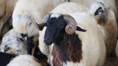 Fahrettin Koca açıkladı: Kurban Bayramında kısıtlama olacak mı?