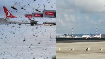 Korku filmi gibi bir sabah: İstanbul Havalimanında çekirge istilası!