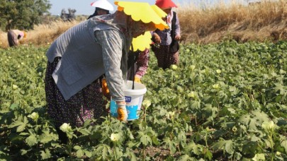 Büyükçekmeceli kadınlar ürettikleri bamyanın hasadında buluştu