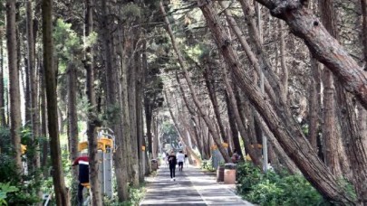 BEYLİKDÜZÜNÜN EĞİK AĞAÇLI KORULUĞU