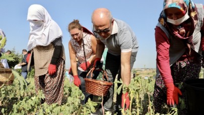 Büyükçekmece bilimsel tarımın ilk mahsullerini almaya başladı