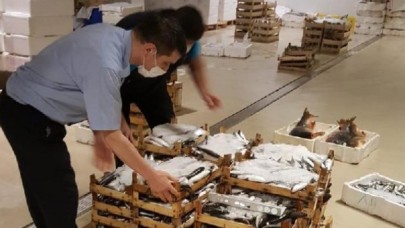 Gürpınar Su Ürünleri Halindeki denetimde yarım ton balığa el konuldu