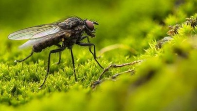 İstanbulda kara sinek artışı: İlaca dirençli olanlar çıkabilir