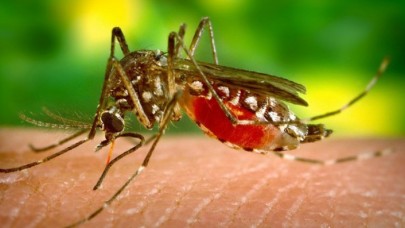 İstanbulda sivrisineklerin üreme haritası çıkarıldı