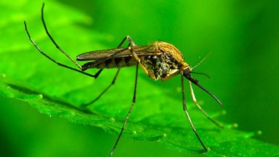 Sivrisinek ısırığında 3 ölümcül hastalık riski: Bu belirtilere dikkat!