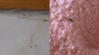 İstanbulda dantel böcek istilası