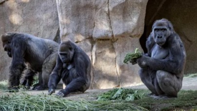 13 gorilin koronavirüs testi pozitif çıktı