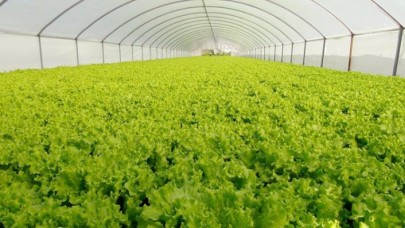 Marulun 50 kuruştan 8 TL liraya şaşırtan serüveni