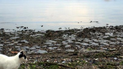 Korkutan gelişme: Binlerce ölü denizanası kıyıya vurdu