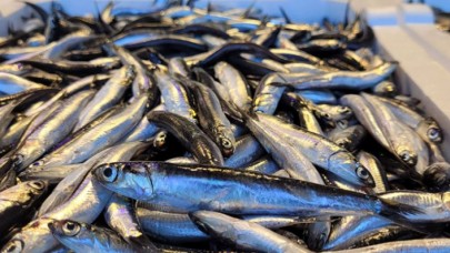 Hamsinin kilosu 10 liraya düştü