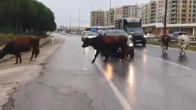 BÜYÜKÇEKMECEDE BAŞIBOŞ İNEKLER TRAFİĞİ BİRBİRİNE KATTTI