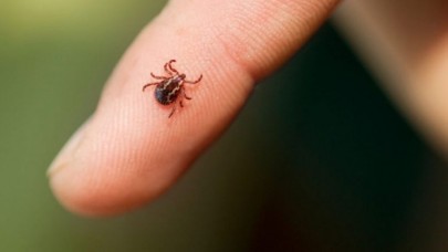 Kene ısırmasına karşı mRNA aşısı geliştirildi!