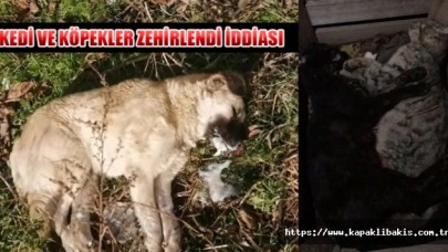 Kırklareli’nin Vize İlçesine bağlı Çakıllı Beldesi’nde köpekleri zehirlediler...