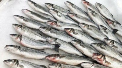 Levreklerde ölümcül hastalık türü saptandı!