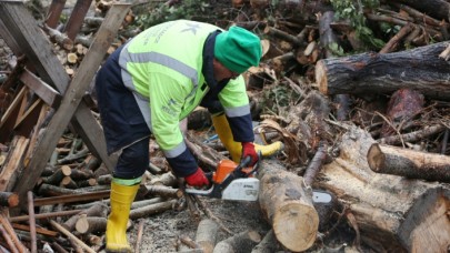 KÜÇÜKÇEKMECE’DE BUDANAN AĞAÇLAR, YAKACAK OLUYOR