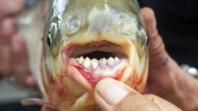 Piranalar bir haftada 4 kişiyi öldürdü, 20 kişiyi yaraladı!