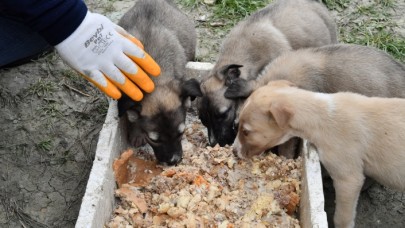 BEYLİKDÜZÜ BELEDİYESİ ZORLU KIŞ KOŞULLARINDA DA PATİLİ DOSTLARIN YANINDA