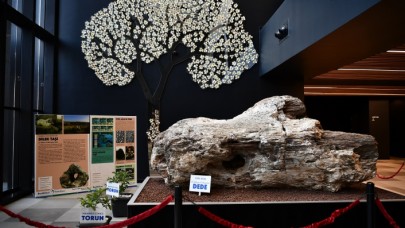 TÜRKİYE’NİN EN BÜYÜK FOSİL AĞACI BEYLİKDÜZÜ’NDE