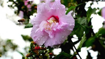 Baharın müjdecisi: İlk cemre yarın havaya düşüyor