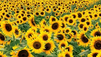 Resmi Gazetede yağlık ayçiçeği kararı yayımlandı!